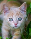 Little cat watching green eyes grass Royalty Free Stock Photo