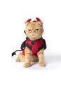 Little cat wearing devil suit for halloween. Royalty Free Stock Photo