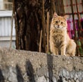 Cat with long fur