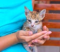 Little cat in woman`s hands. Young kitty with red fur and blue eyes. Caring hands holding cute kitten.