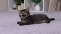 The little cat yawns funnily and watches the camera. A gray striped kitten enjoys life.