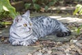 Little cat, yellow eyes, lying under the tree. Royalty Free Stock Photo