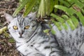 Little cat, yellow eyes, lying under the tree. Royalty Free Stock Photo