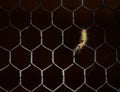 A little caterpillar is climbing a steel metal wired fence