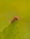 Little Caterpillar  on the Green leaf. insetc Royalty Free Stock Photo