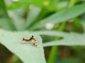 the little caterpillar jokes with his family on a leaf