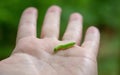 Little caterpillar on a man`s hand witrh shallow depth Royalty Free Stock Photo
