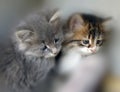 Little cats Royalty Free Stock Photo