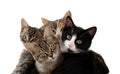 Little cats Royalty Free Stock Photo