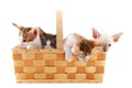 Little cats in basket