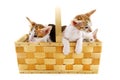 Little cats in basket Royalty Free Stock Photo