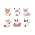 Little cats different mascot domestic adorable animals, pets