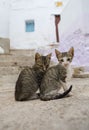 Little cats living free on the streets of Tetouan, Morocco Royalty Free Stock Photo