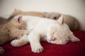 Little cats with mother Royalty Free Stock Photo