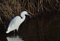 Little cattle egret and his reflection in the water. Royalty Free Stock Photo