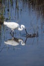 Little cattle egret and his reflection in the water Royalty Free Stock Photo