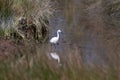 Little cattle egret and his reflection in the water Royalty Free Stock Photo