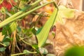 Little Chameleon Among Green Leaves