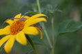 Little chameleon on yellow flower. Royalty Free Stock Photo