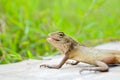 Little chameleon on the stone