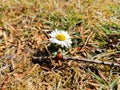 Little Chamomile and a cute ladybug in the garden