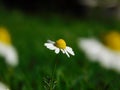 Little chamomile flower