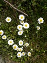 Little chamomile flowers in green grass