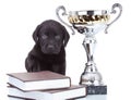 Little champion Royalty Free Stock Photo