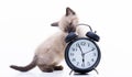 Little charming kitten with an alarm clock. Siamese cat gnaws clock, meal time