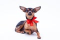 Little charming toy-terrier, portrait.