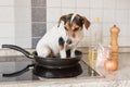 Small Cheeky cute Jack Russell terrier dog sits in a frying pan. A hot dog so to speak