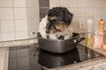 Small Cheeky cute Jack Russell terrier dog sits in a frying pan. A hot dog so to speak Royalty Free Stock Photo