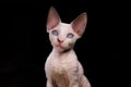 a little cheerful Devon Rex kitten pulled out his tongue and looks at the camera with blue eyes