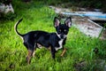 Little cheerful nimble black beautiful Chihuahua puppy