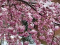 Little Cherry Blossoms Caught by the Winter Storm