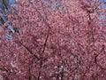 Little Cherry Blossoms on a Sunny Day in March