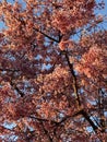 Little Cherry Blossoms at Sunset