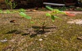 A little cherry plant growth on cement yard Royalty Free Stock Photo