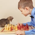 Little chessplayer with kitten plays chess. Royalty Free Stock Photo