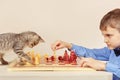 Little chessplayer with tabby kitten plays chess. Royalty Free Stock Photo
