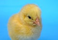 Little chick on blue background studio baby hen cute newborn animal close-up Royalty Free Stock Photo