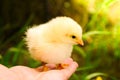 Little chick