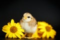 Little chick with daisies