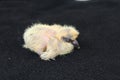 Little chick dove Royalty Free Stock Photo