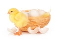 Little chick and eggs in nest, isolated on the white Royalty Free Stock Photo