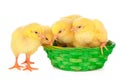 Little chick and eggs in nest, isolated on the white Royalty Free Stock Photo