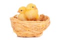 Little chick and eggs in nest, isolated on the white Royalty Free Stock Photo