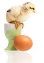 Little chick with fresh egg Royalty Free Stock Photo