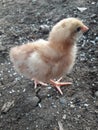 Little chick on the ground