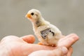 Little chick on hand animal care